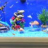 How to Set Up a Stunning Home Aquarium: A Step-by-Step Guide