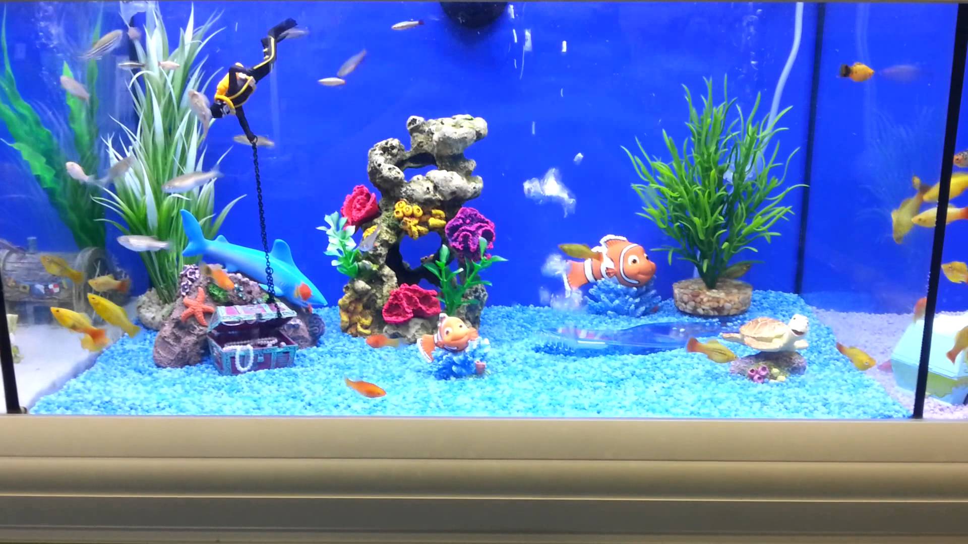 How to Set Up a Stunning Home Aquarium: A Step-by-Step Guide