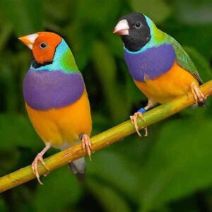 Rainbow Finch