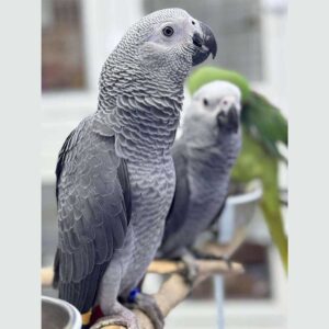 African Grey Parrot