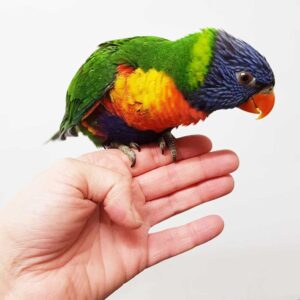 Baby Rainbow Lorikeet