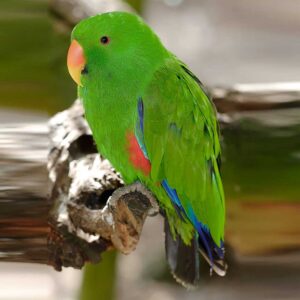 Eclectus Parrot