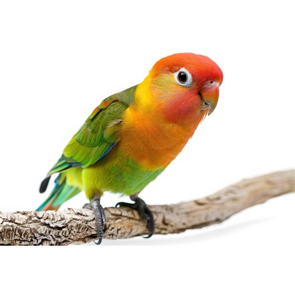 Green Opaline Parrot